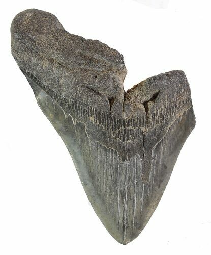 Partial Fossil Megalodon Tooth #89026
